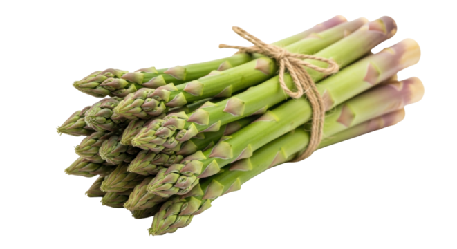 Isolated bunch of fresh raw asparagus spears tied with twine for cooking healthy meals
