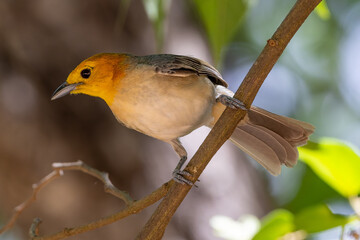 Orange-headed Tanager on a branch