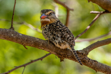 Nystalus maculatus 
