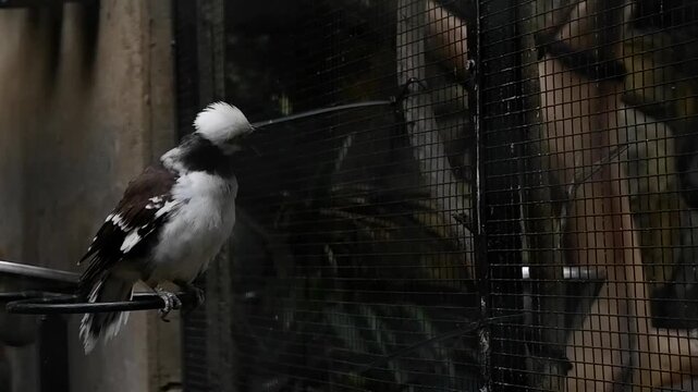 Black and white starling bird with a long beak perched inside a dark enclosure with wire mesh