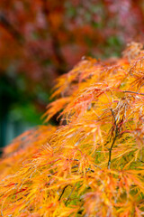 鎌倉251118　鶴岡八幡宮1　イロハモミジ