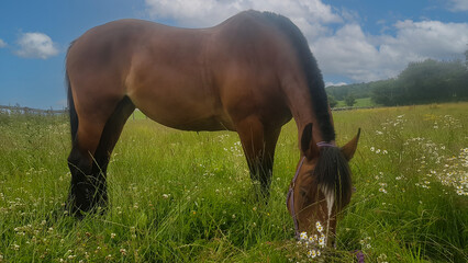 Close up shot of pretty bay mare grazing on grass and daisies and other weeds on a summers day in rural Shropshire UK