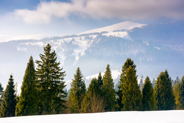winter landscape of ukraine. fir trees on snow covered hill. peaceful place in carpathian in...
