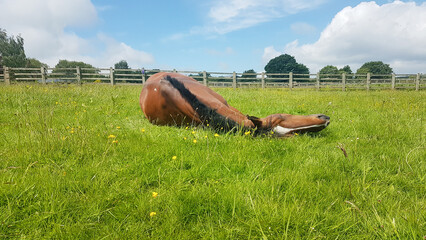Happy horse lying in grassy meadow on a summers day. Horses like to roll to relieve itching or just for fun, this one seems just to be relaxing and enjoying the sunshine.