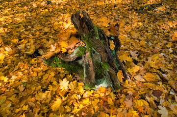 Jesienne liście pokrywają omszały pień drzewa w złotym lesie, tworząc spokojną scenę jesienną. © Pol Badger