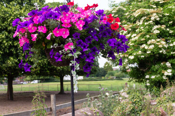 Beautiful hanging basket full of petunias in pinks purples and reds brightening up a park in rural Shropshire on a summers day .

