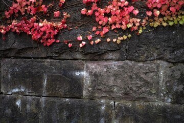 Red and green ivy leaves on a stone wall in autumn.