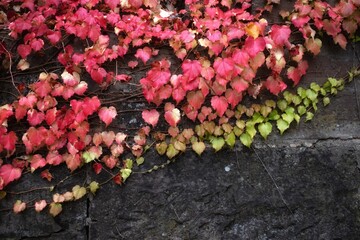 Red and green ivy leaves on a stone wall in autumn.