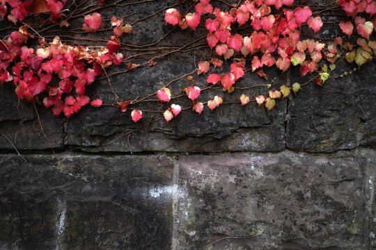 Red and green ivy leaves on a stone wall in autumn. - Powered by Adobe