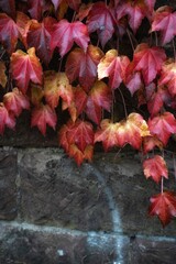 Red and green ivy leaves on a stone wall in autumn.