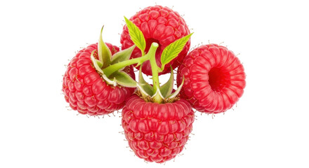 Isolated still life of raspberries ready to eat a summertime fruit featuring multiple berries
