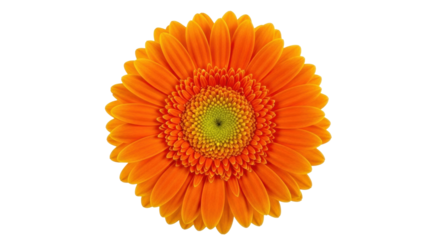 Isolated Orange Gerbera Daisy Full Bloom, Fresh Springtime Cut Flower in Radial Symmetry