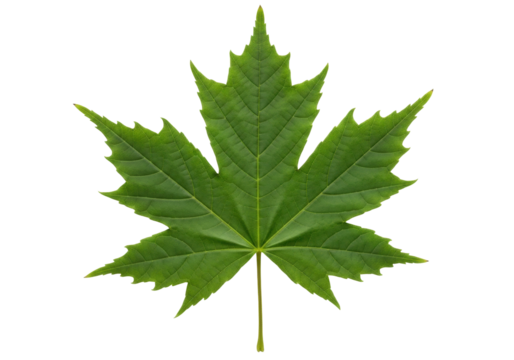 Isolated green maple leaf, a symbol of Canada, detailed venation and serrated edges