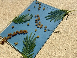 Cyanotype / blueprint process with flowers held down by glass plate and with dew on the inside because of the heat from the sun