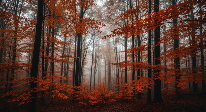 Autumn forest filled with red-orange leaves, tall dark trunks, and a foggy atmosphere creating deep contrast.
