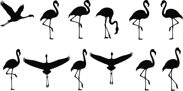 Flamingo silhouette collection, elegant bird poses, black vector illustrations, tropical wildlife icons, long-legged wading bird design set