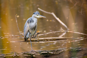 Young grey heron balancing on one leg by lake in warm autumn light