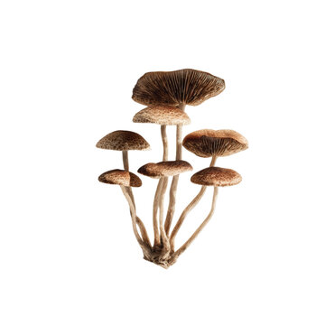 Png of cluster of dunce cap mushrooms isolated on transparent background, a species of fungus in the family psathyrellaceae