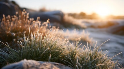 A crisp morning landscape with frost-covered grass sparkling under the rising sun, each blade sharply defined as cold air creates a refreshing, high-clarity atmosphere — winter texture, early