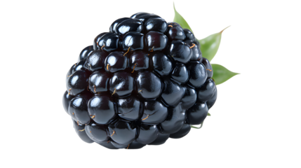 A close up view of a fresh ripe blackberry with green leaves attached