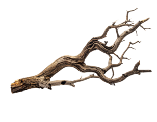 A dry bare tree branch with intricate bark details and irregular twig extensions, photographed or rendered against a pure isolated PNG suitable for compositing