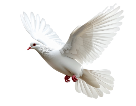 - A graceful white dove flying from left to right, side profile angle, wings stretched forward in motion, slight realistic mresolution outline, isolated on transparent background 