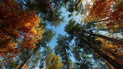 Low-angle view towards sky through tall forest trees with autumn foliage