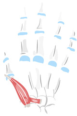 Obraz premium Flexor Pollicis Brevis Muscle