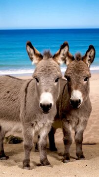 Two donkeys stand side-by-side on a sandy beach, blue ocean and sky in background