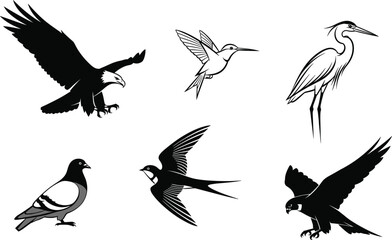 Diverse bird species vector set eagle hummingbird heron pigeon swallow falcon wildlife nature icons ornithology collection