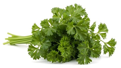Fresh curly parsley bunch isolated on white background for cooking and seasoning