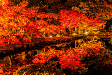 岐阜県ー虎渓山永保寺もみじライトアップ風景