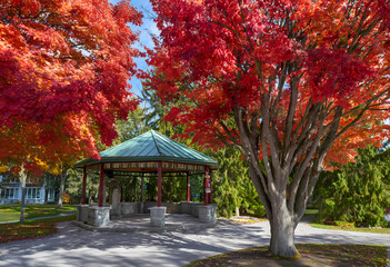 Fototapeta premium Autumn Park with Red Maple Pavilion