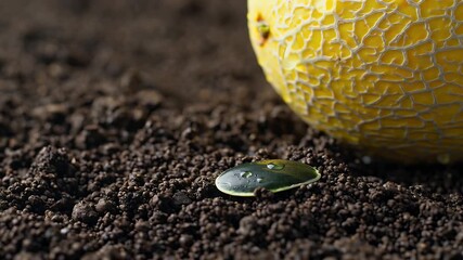 Macro View of a Bright Yellow Cantaloupe on Rich Earthy Soil with a Tiny Green Insect Nearby