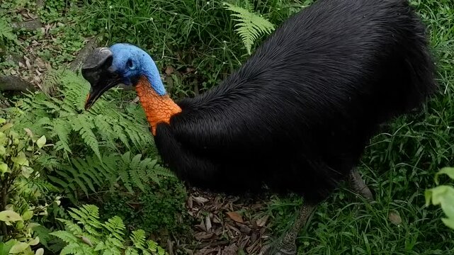 Southern cassowary with striking blue neck and orange wattle foraging in lush green rainforest undergrowth