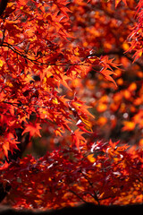 紅葉, 秋, 木, 葉, 赤, 自然, カエデ, オレンジ, 黄色, 森, 木の葉, 色, 光
