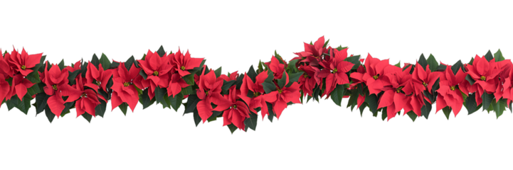 Red poinsettia garland isolated on transparent background