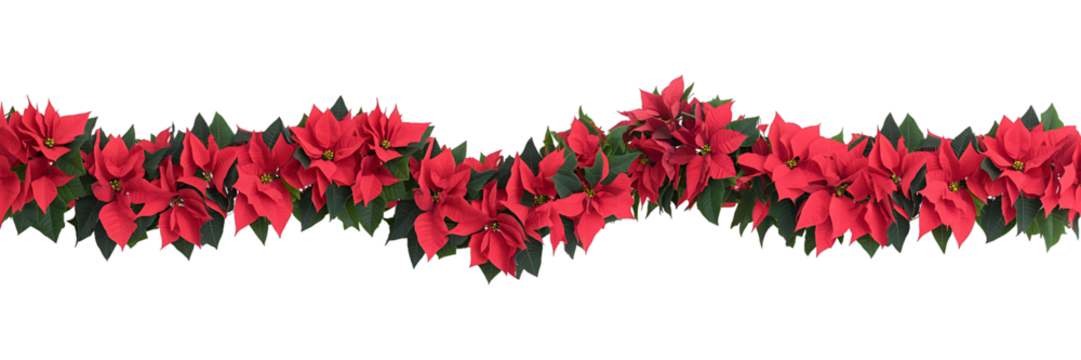 Red poinsettia garland isolated on transparent background