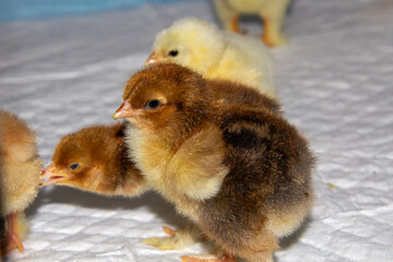 New born bramha chicks of 4 days old