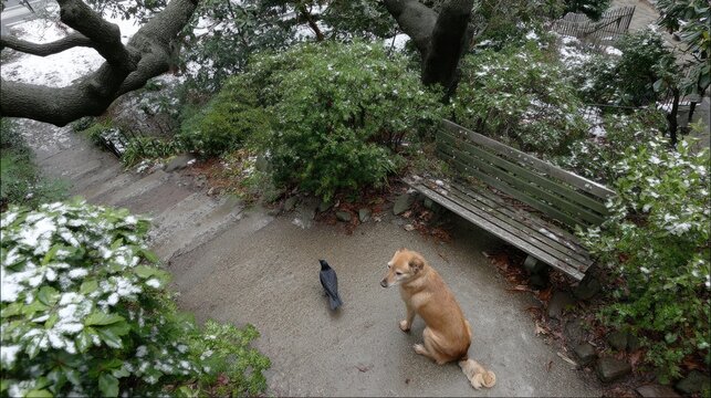 A dog lies peacefully on the ground as snowy scenes surround it, with two crows perched on the bench above - Powered by Adobe
