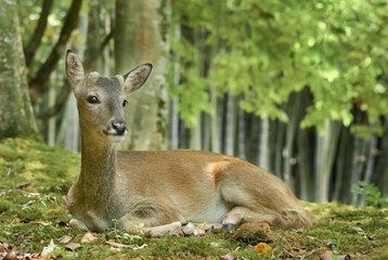 roe deer