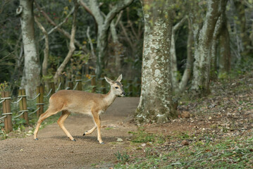 roe deer
