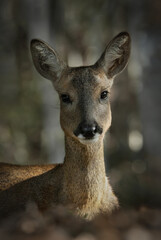 슬픈 표정을 하는 아기 노루