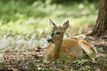 roe deer