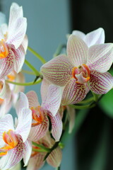 white orchid flower