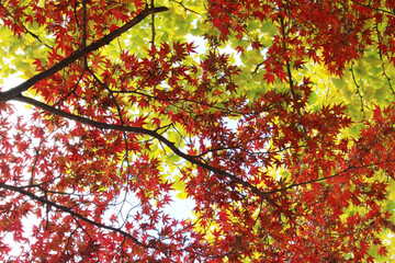 Beautiful red leaves of Acer Palmatum, Japanese Maple tree and yellow leaves of gingko biloba in autumn forest background. Tree branches with bright foliage back lit by the sunlight in fall. 
