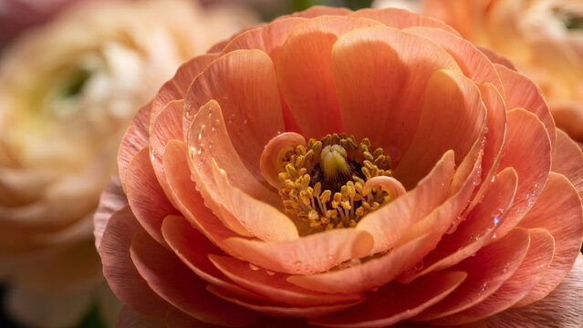 Macro close-up of a fresh peach ranunculus flower with water drops. Detailed view of delicate orange and pink petals in bloom. Spring floral background