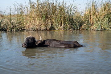 Fototapeta premium Marsh Water Buffalo Submerged in a Water Channel for Thermoregul