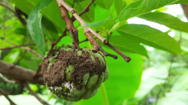Rotten Sugar Apple Fruit with Blurry Ants and Soil on Tree Branch