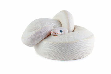 Leucistoc ball python isolated on white background, White ball python on white  background,...